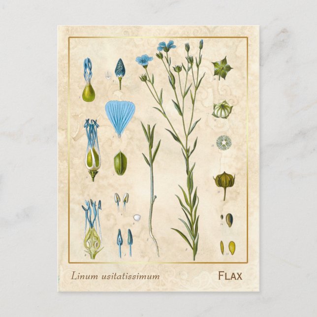 Vintage Medicinal Plant Flax Linseed Botanical Postcard (Front)
