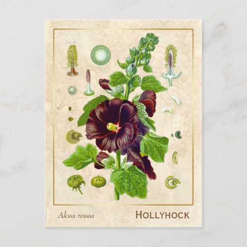 Vintage Medicinal Plant Hollyhock Flower Botanical Postcard