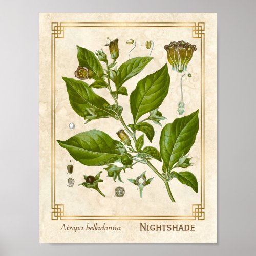 Vintage Medicinal Plant Nightshade Belladonna Herb Poster