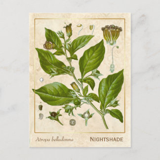 Vintage Medicinal Plant Nightshade Herb Botanical Postcard