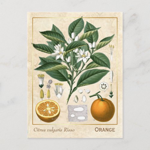 Vintage Medicinal Plant Orange Fruit Botanical Postcard