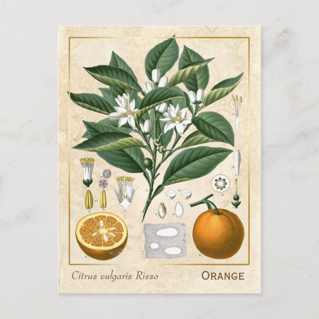 Vintage Medicinal Plant Orange Fruit Botanical Postcard (Front)