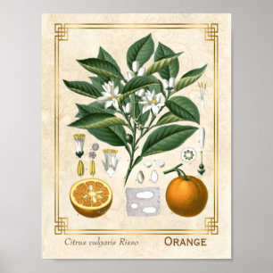 Vintage Medicinal Plant Orange Fruit Botanical Poster