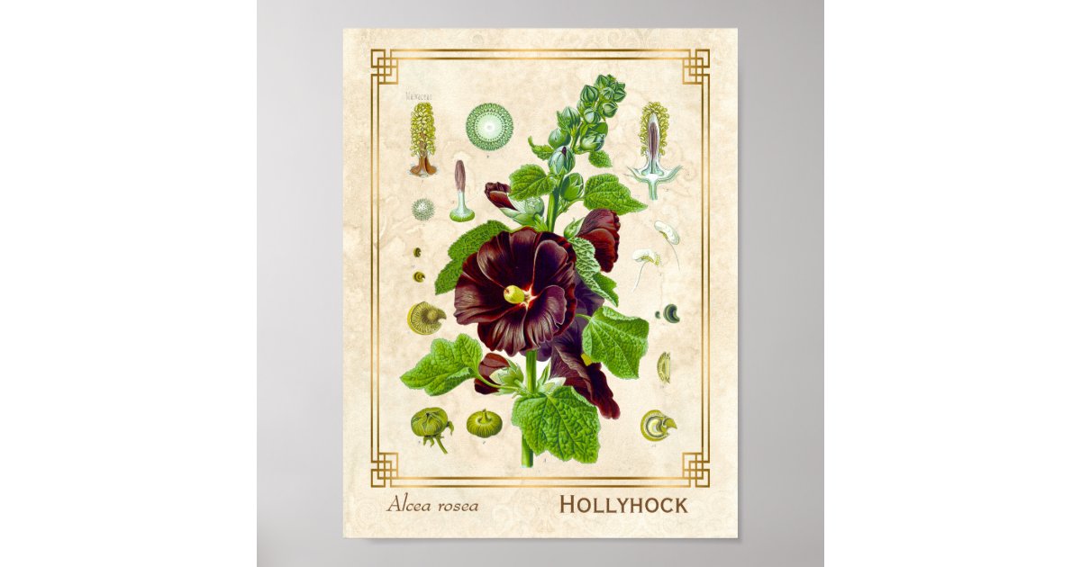 Vintage Medicinal Plant Purple Hollyhock Flower Poster Zazzle