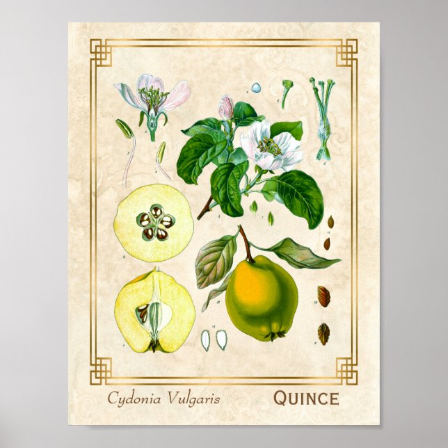 Vintage Medicinal Plant Quince Fruit Botanical Poster (Front)