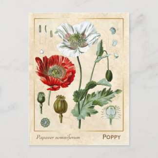 Vintage Medicinal Plant Red Poppy Flower Botanical Postcard