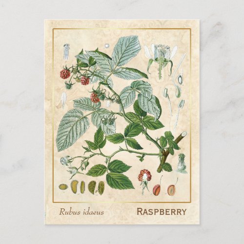 Vintage Medicinal Plant Red Raspberry Botanical Postcard