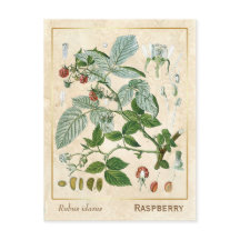 Vintage Medicinal Plant Red Raspberry Botanical