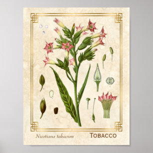 Vintage Medicinal Plant Tobacco Herb Botanical Poster