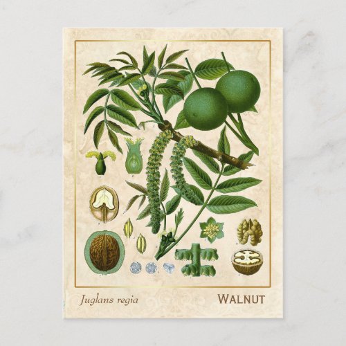 Vintage Medicinal Plant Walnut Tree Botanical Postcard