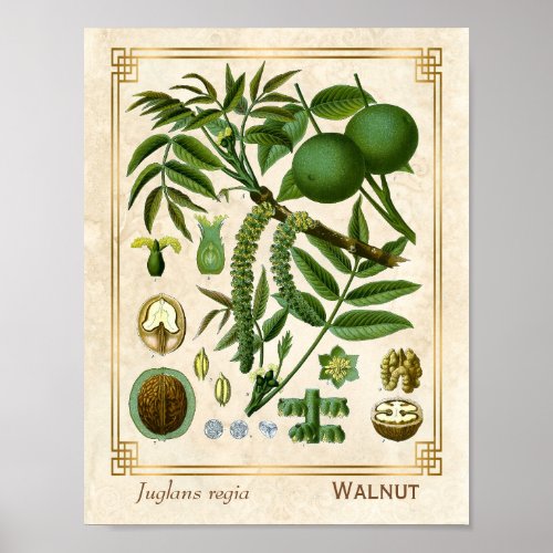 Vintage Medicinal Plant Walnut Tree Nut Botanical Poster