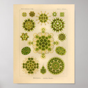 Vintage Melethallia Color Ernst Haeckel Art Print