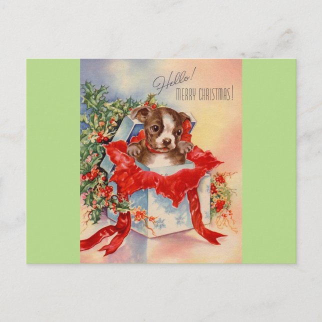 Vintage Mid Century Beautiful Baby Boston Terrier Postcard (Front)