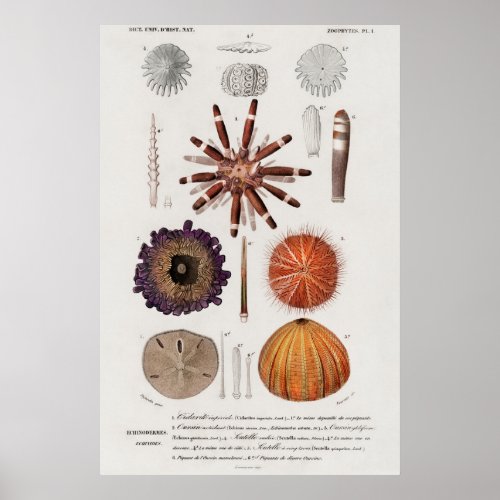 Vintage Molluscs Illustration Poster
