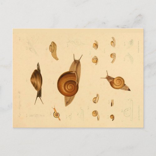 Vintage Mollusk and Snails Postcard