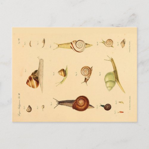 Vintage Mollusk and Snails Postcard