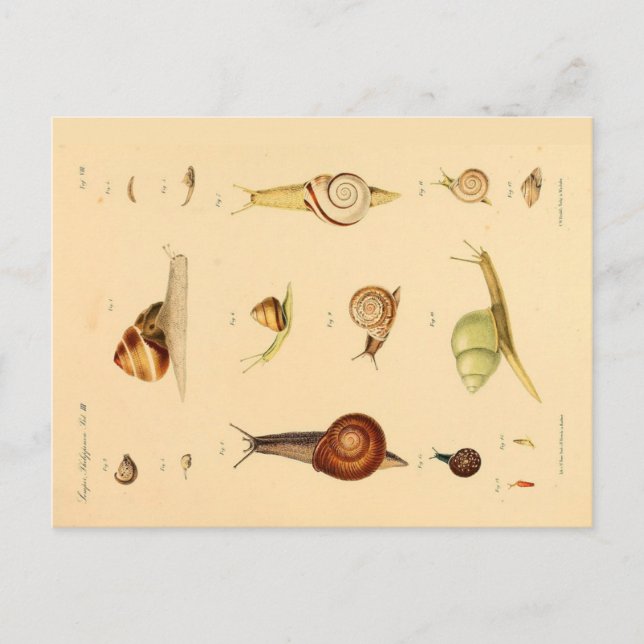 Vintage Mollusk and Snails Postcard (Front)