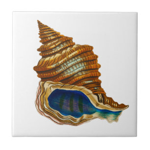 Vintage Mollusk Shell by George Shaw Ceramic Tile