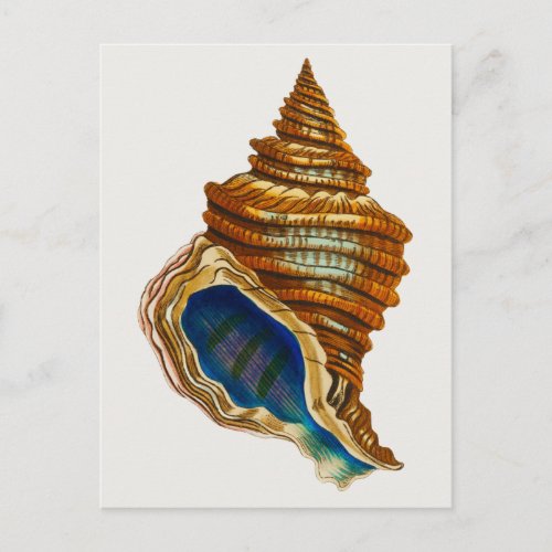 Vintage Mollusk Shell by George Shaw Postcard