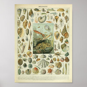 Vintage mollusk shellfish octopus ocean animal poster