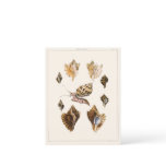 Vintage Mollusks and Snails, Marine Life Organisms