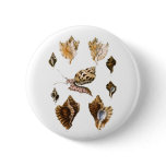 Vintage Mollusks and Snails, Marine Life Organisms Button