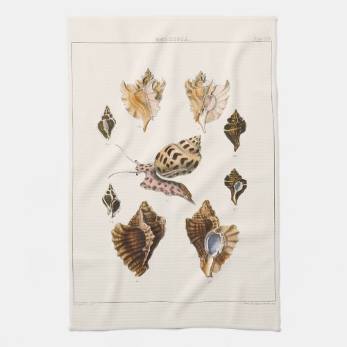 Vintage Mollusks and Snails Marine Life Organisms Kitchen Towel