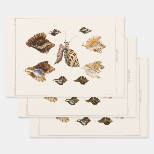 Vintage Mollusks and Snails Marine Life Organisms Wrapping Paper Sheets
