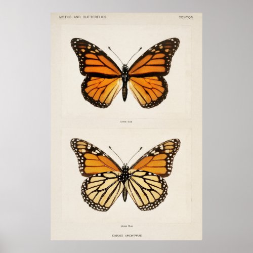 Vintage Monarch butterfly Print Poster