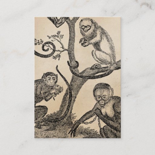 Customizable Vintage Monkey Illustration - 1800's Monkeys Business Cards
