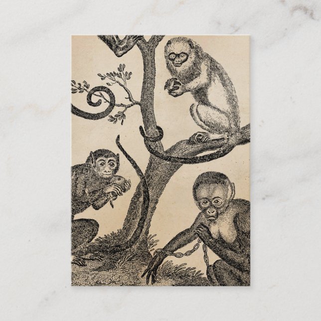 Vintage Monkey Illustration - 1800's Monkeys Business Card (Front)