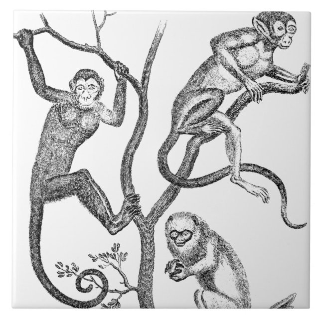 Vintage Monkey Illustration - 1800's Monkeys Ceramic Tile (Front)