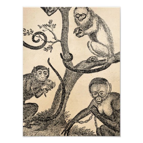 Vintage Monkey Illustration _ 1800s Monkeys Photo Print