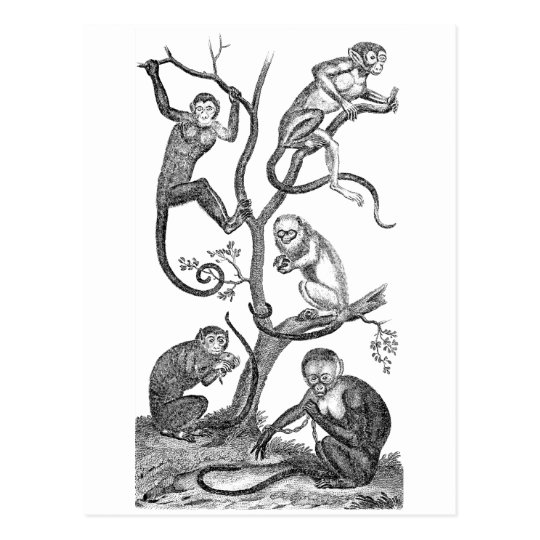 Vintage Monkey Illustration 1800 S Monkeys Postcard Zazzle Com