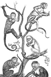 vintage monkey illustration art wall décor zazzle