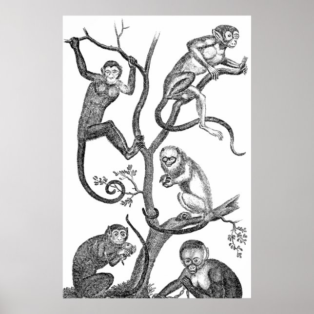 Vintage Monkey Illustration - 1800's Monkeys Poster (Front)