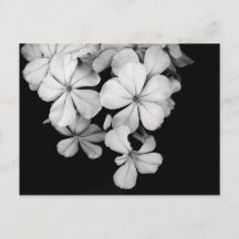 Vintage Monochrome Plumbago Artwork