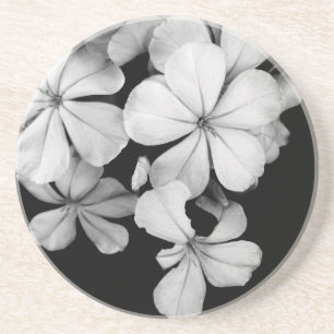 Vintage Monochrome Plumbago Artwork Sandstone Coaster