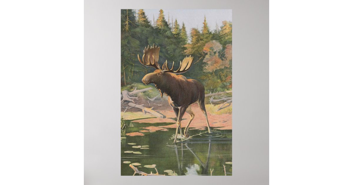 Vintage Moose Illustration (1902) Poster | Zazzle.com
