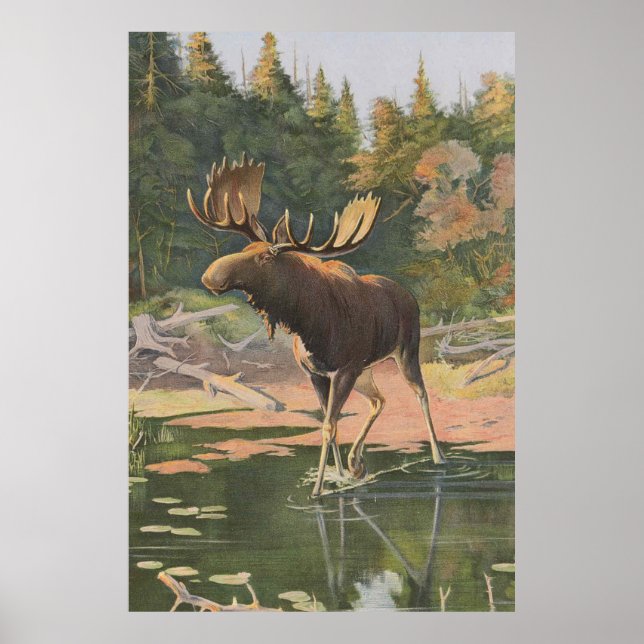 Vintage Moose Illustration (1902) Poster (Front)
