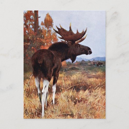 Vintage Moose Painting Postcard