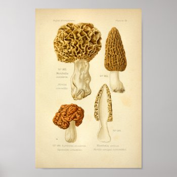Vintage Morchella Brown Mushrooms Art Print French by AcupunctureProducts at Zazzle