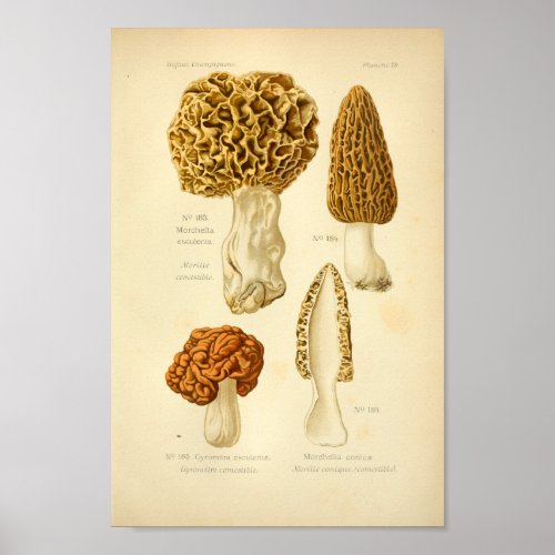 Vintage Morchella Brown Mushrooms Art Print French