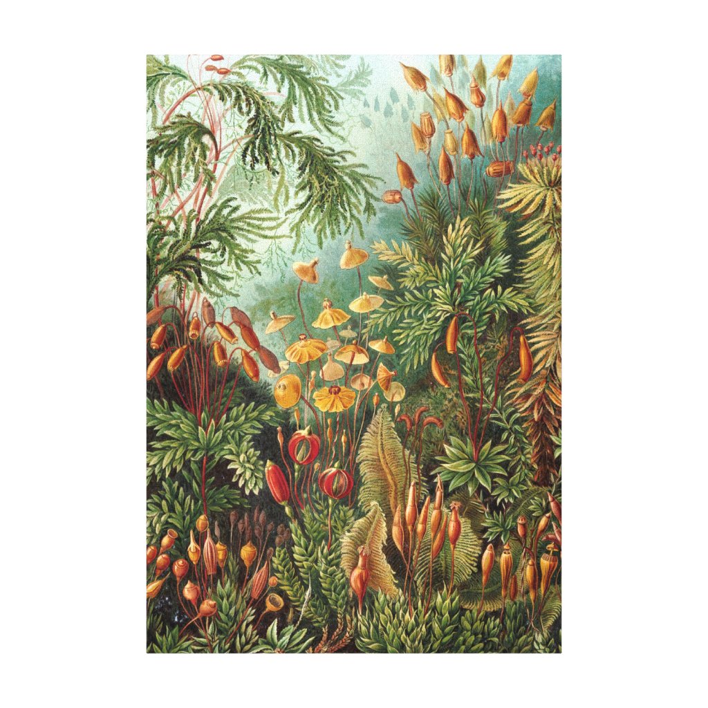 Vintage Moss Plants by Ernst Haeckel, Muscinae Canvas Print