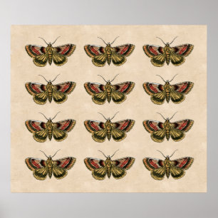 Vintage Moth Art Poster