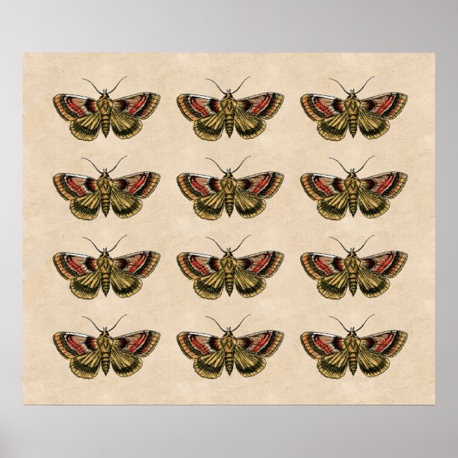 Vintage Moth Art Poster (Front)
