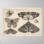 Vintage Moth Butterfly Bee Insect Art Print (65) at Zazzle