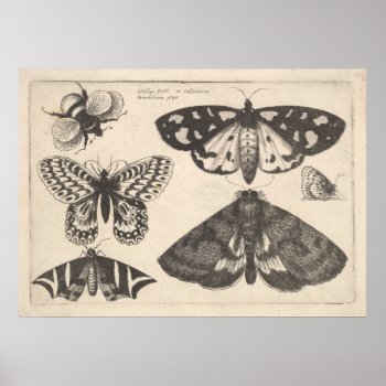 Vintage Moth Butterfly Bee Insect Art Print (65) by expiredink at Zazzle