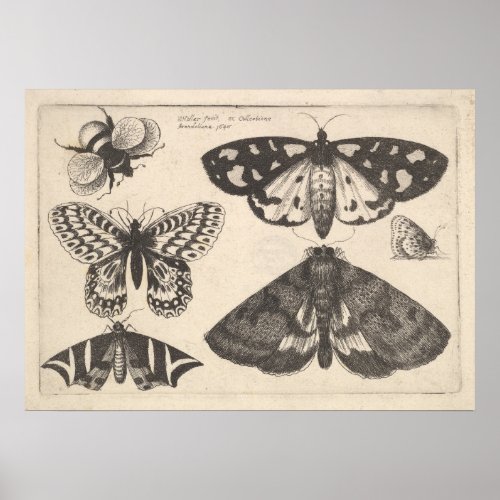 Vintage Moth Butterfly Bee Insect Art Print 65