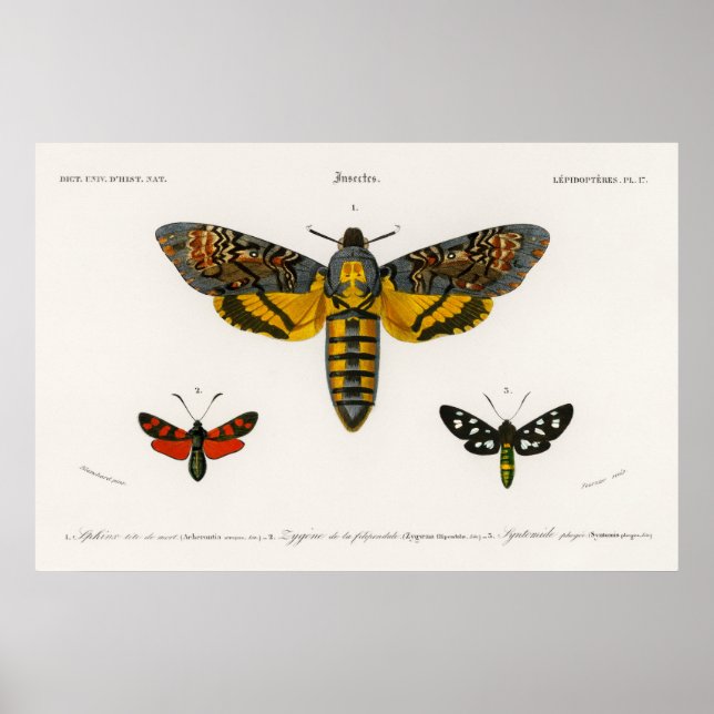 Vintage Moth Illustration Poster (Front)
